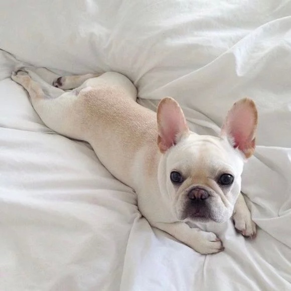 Meet your Posher, Vida - Picture 5 of 7